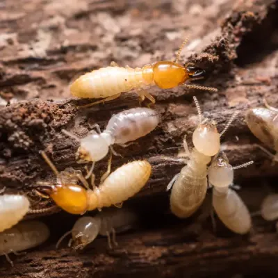 termites on wood