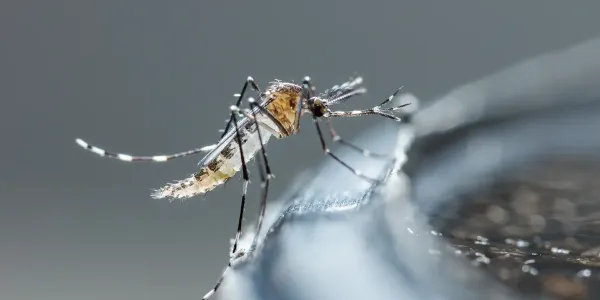 mosquito on the edge of a bird bath