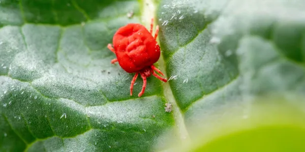 a close up picture of a clover mite on a leaf